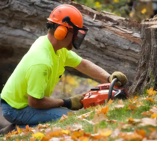 tree services Plandome Manor